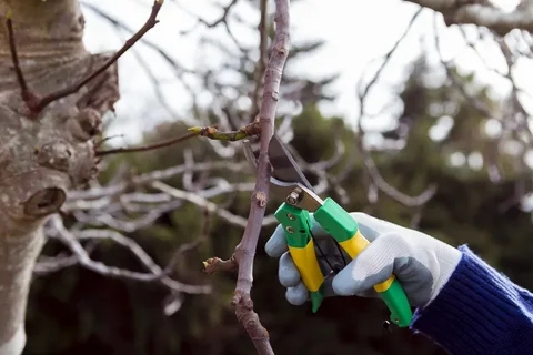 If You Want Healthier Forests and Safer Yards, Tree Thinning Is the Key